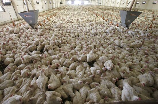 Rassvet poultry farm, Gomel District