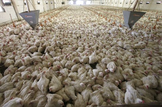 Rassvet poultry farm, Gomel District