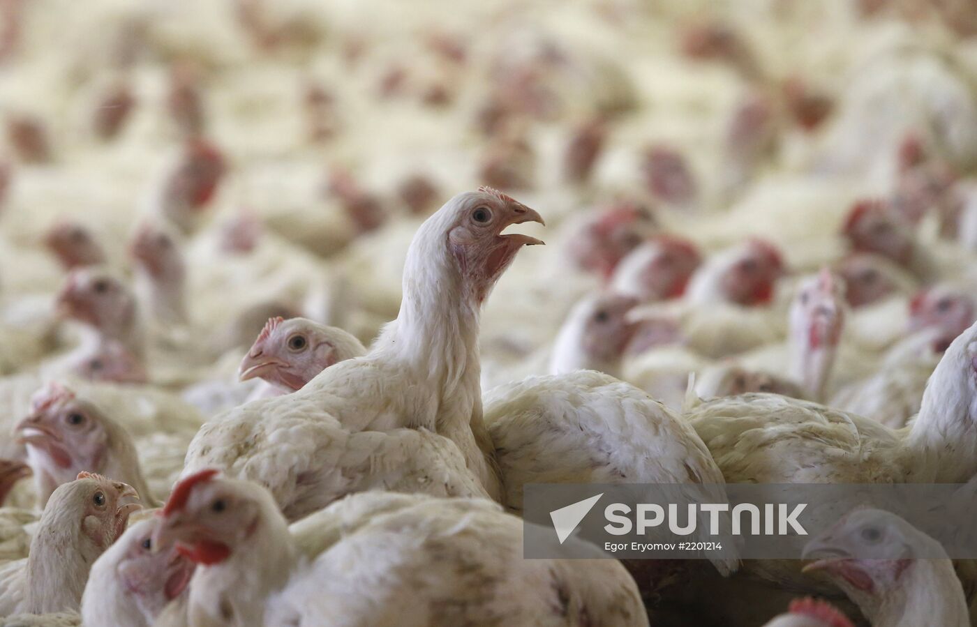 Rassvet poultry farm, Gomel District