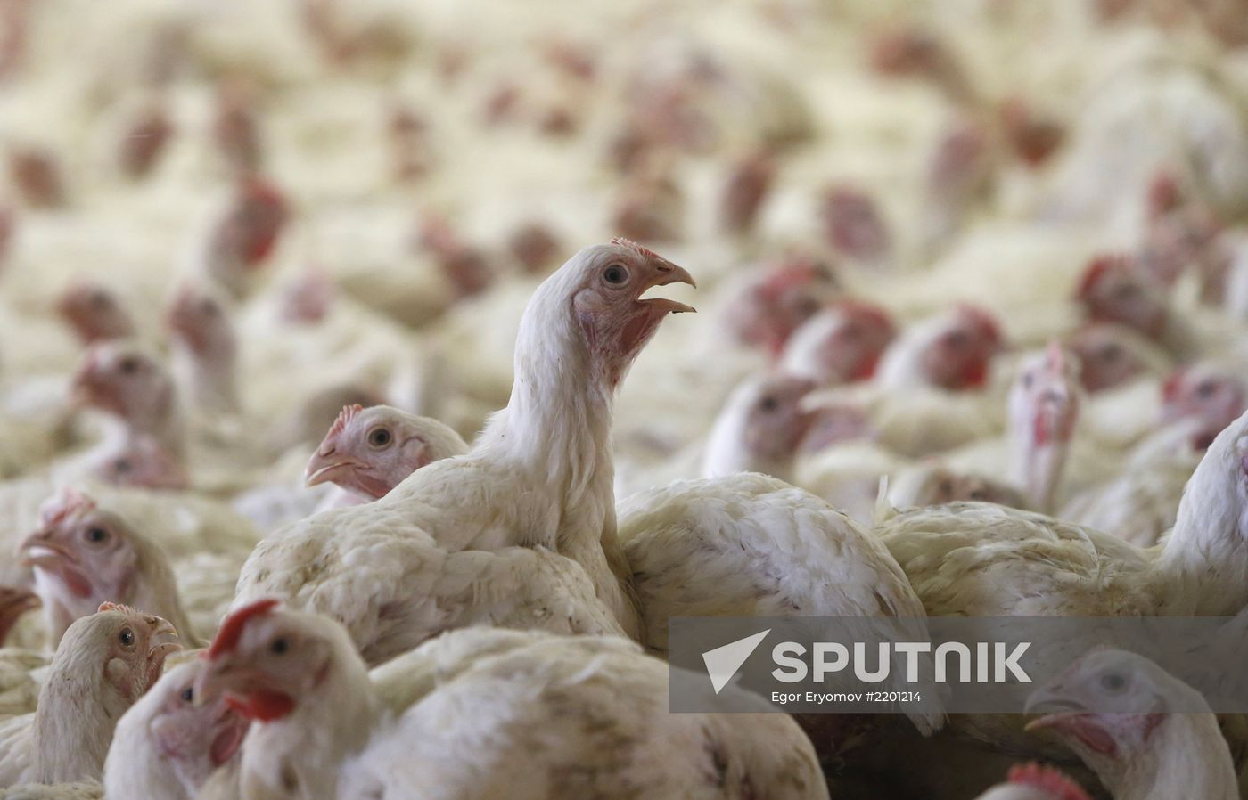 Rassvet poultry farm, Gomel District