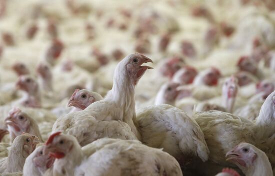 Rassvet poultry farm, Gomel District