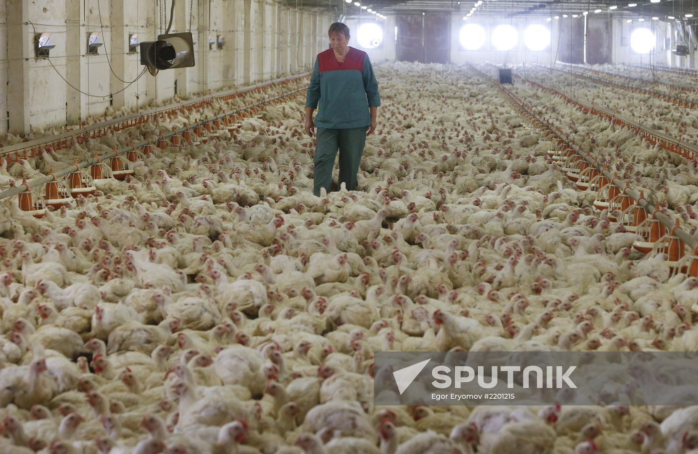 Rassvet poultry farm, Gomel District