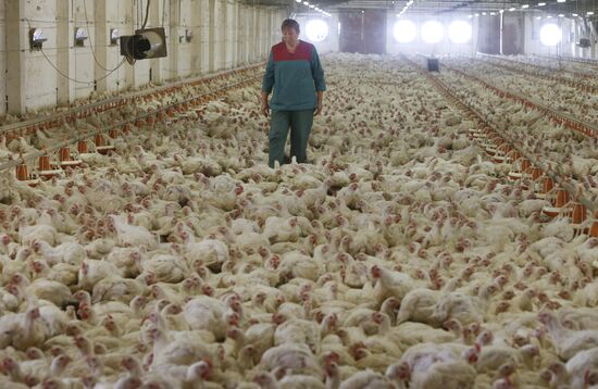 Rassvet poultry farm, Gomel District