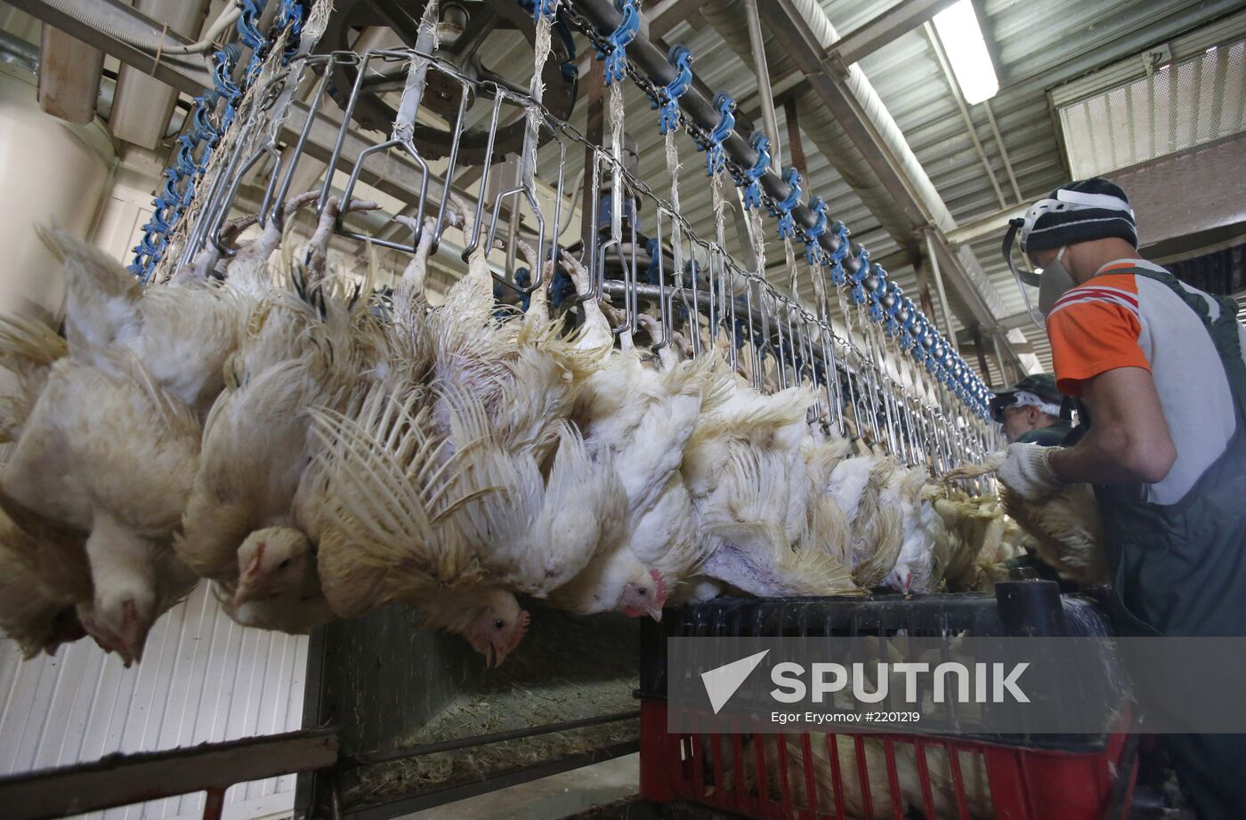 Rassvet poultry farm, Gomel District