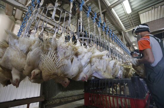 Rassvet poultry farm, Gomel District