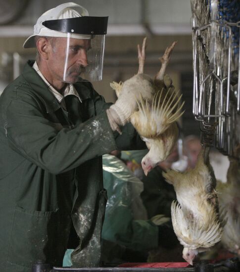 Rassvet poultry farm, Gomel District