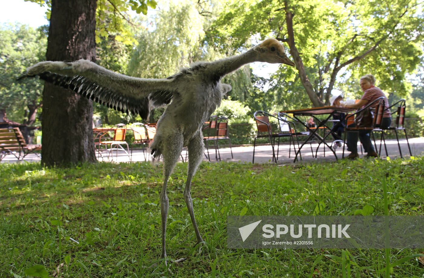Kaliningrad zoo