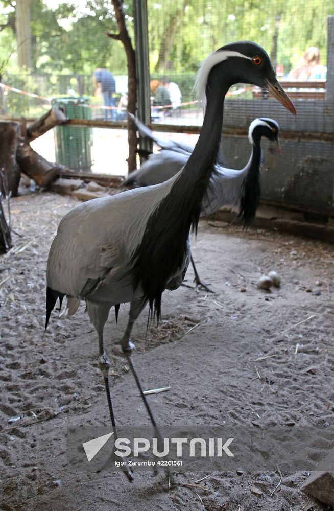 Kaliningrad zoo