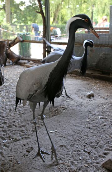 Kaliningrad zoo