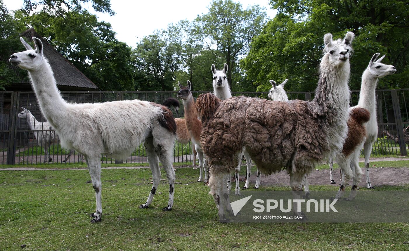 Kaliningrad zoo