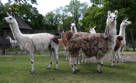 Kaliningrad zoo
