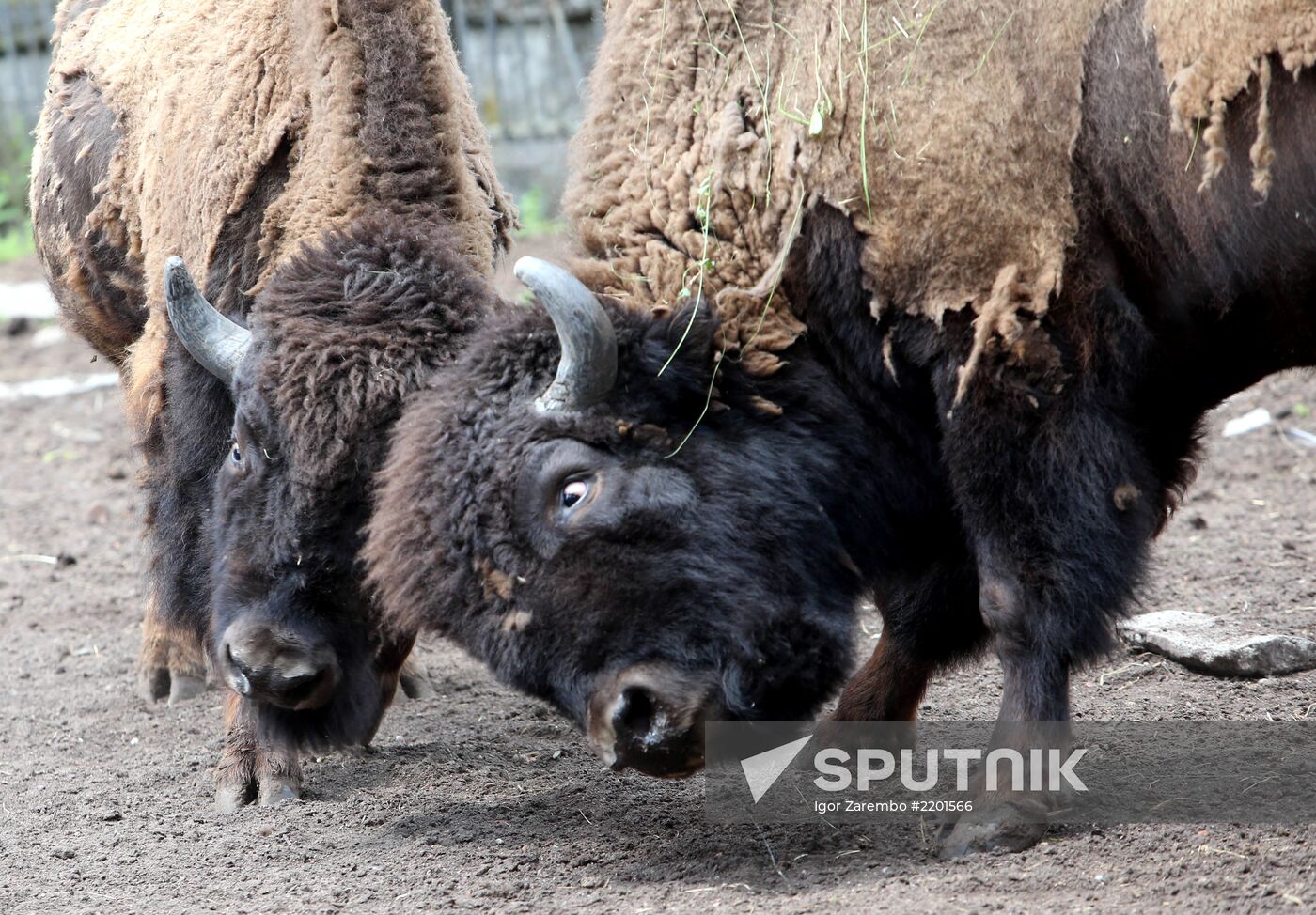 Kaliningrad zoo