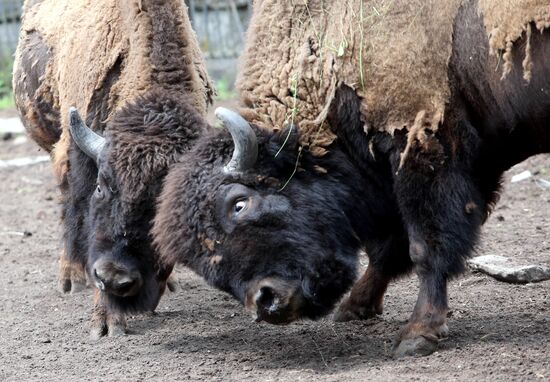 Kaliningrad zoo