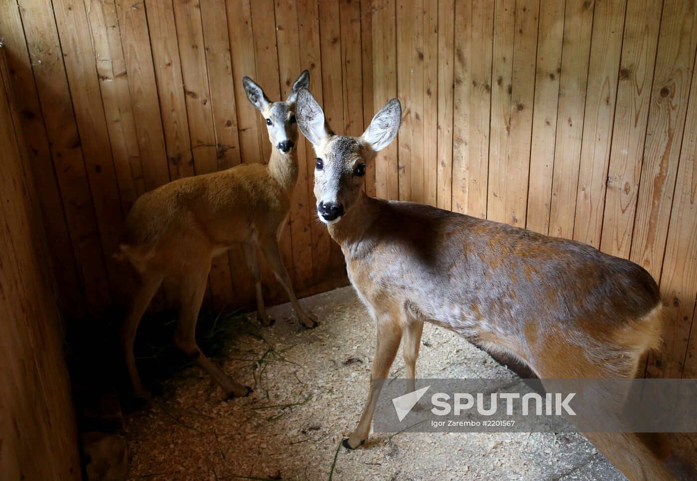 Kaliningrad zoo