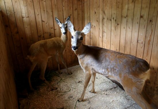 Kaliningrad zoo