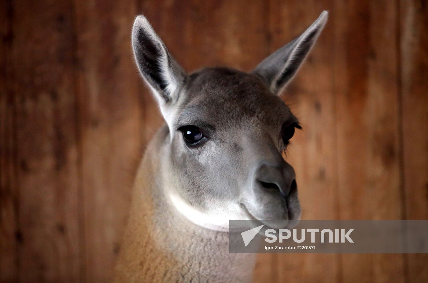 Kaliningrad zoo