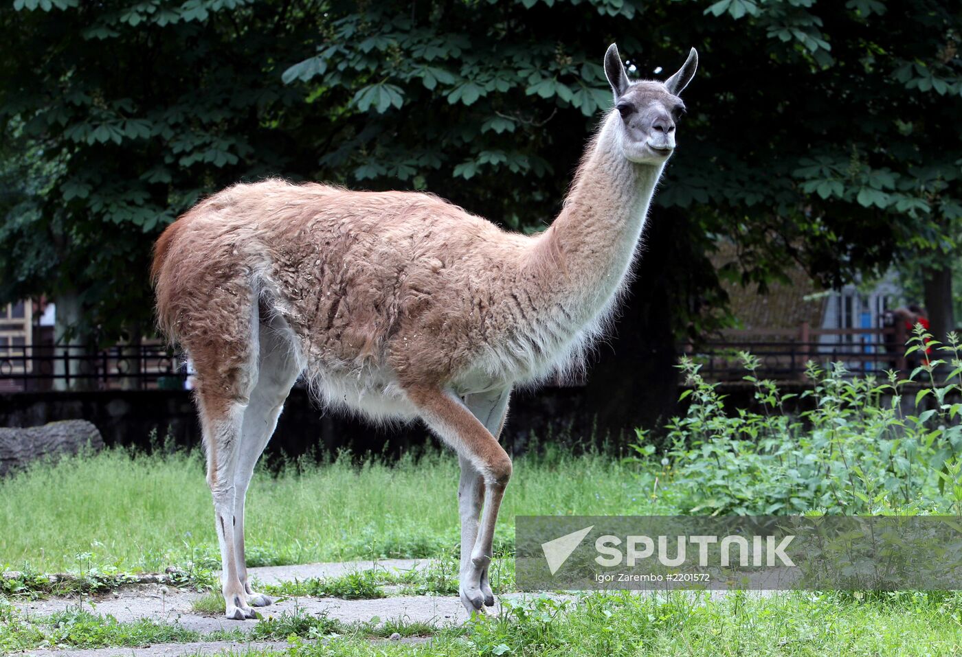 Kaliningrad zoo
