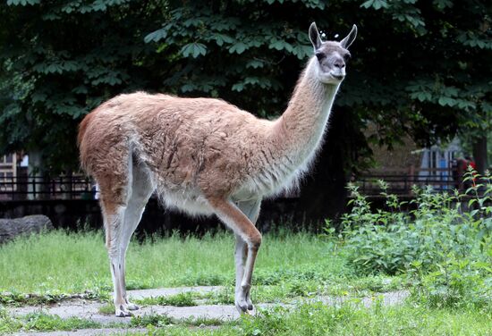 Kaliningrad zoo