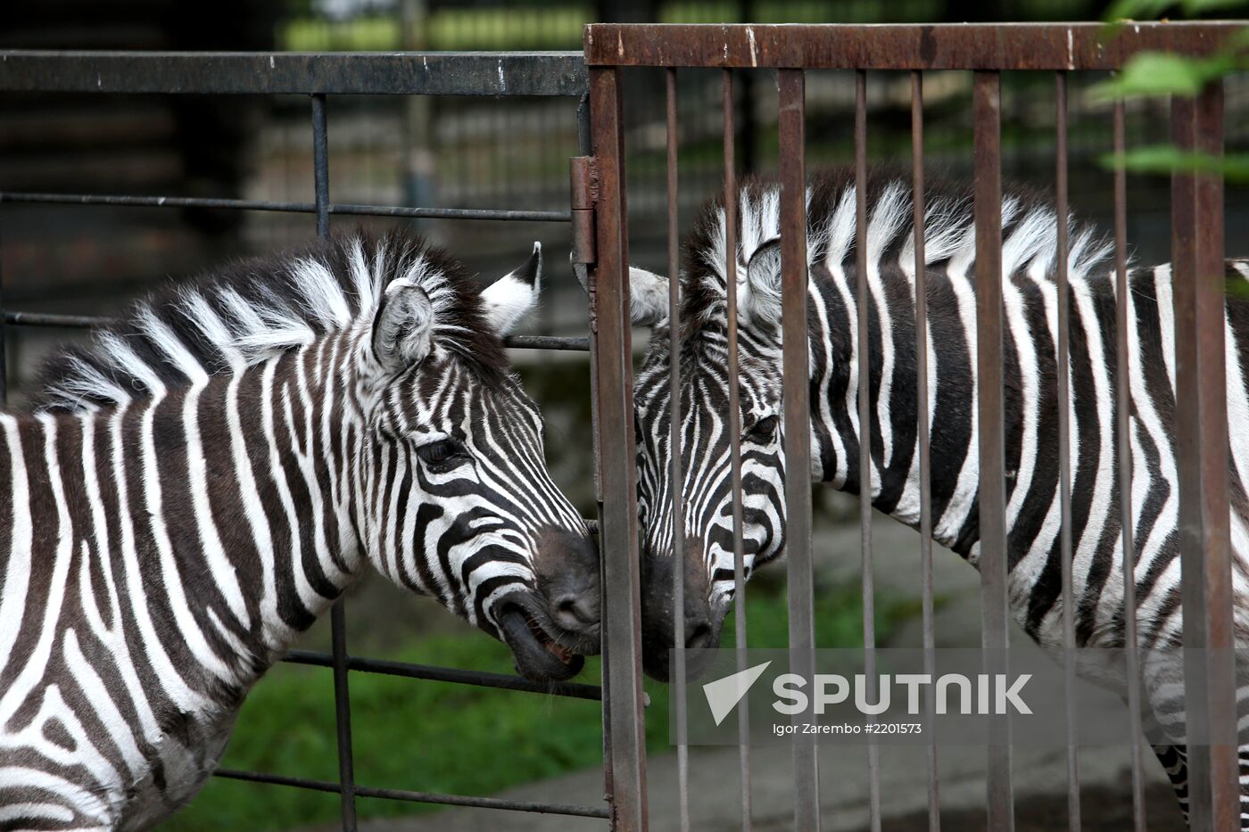 Kaliningrad zoo