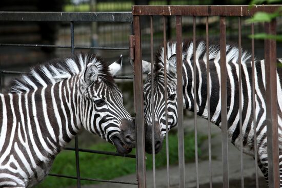 Kaliningrad zoo
