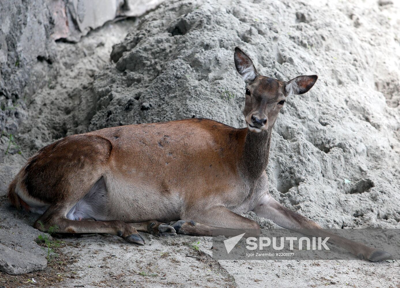 Kaliningrad zoo