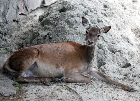 Kaliningrad zoo