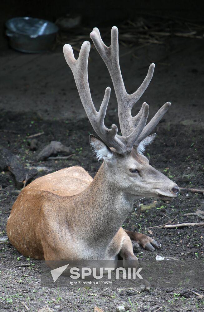 Kaliningrad zoo