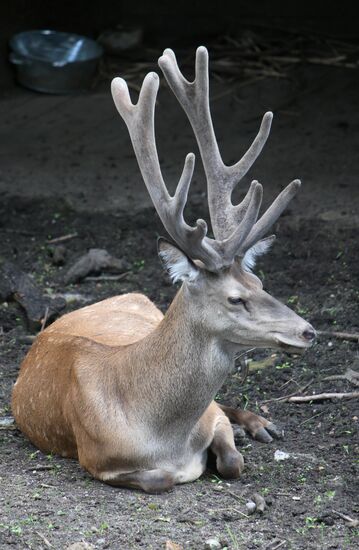 Kaliningrad zoo