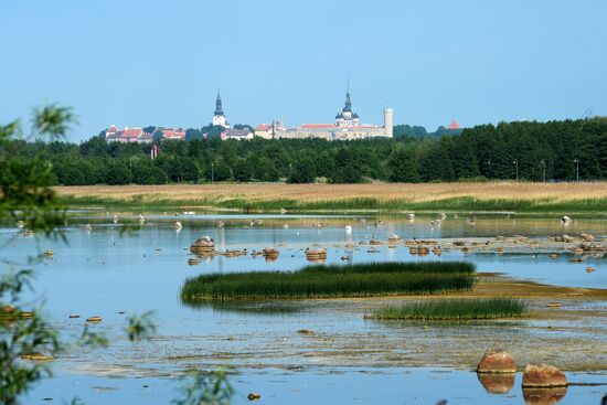 World cities. Tallinn