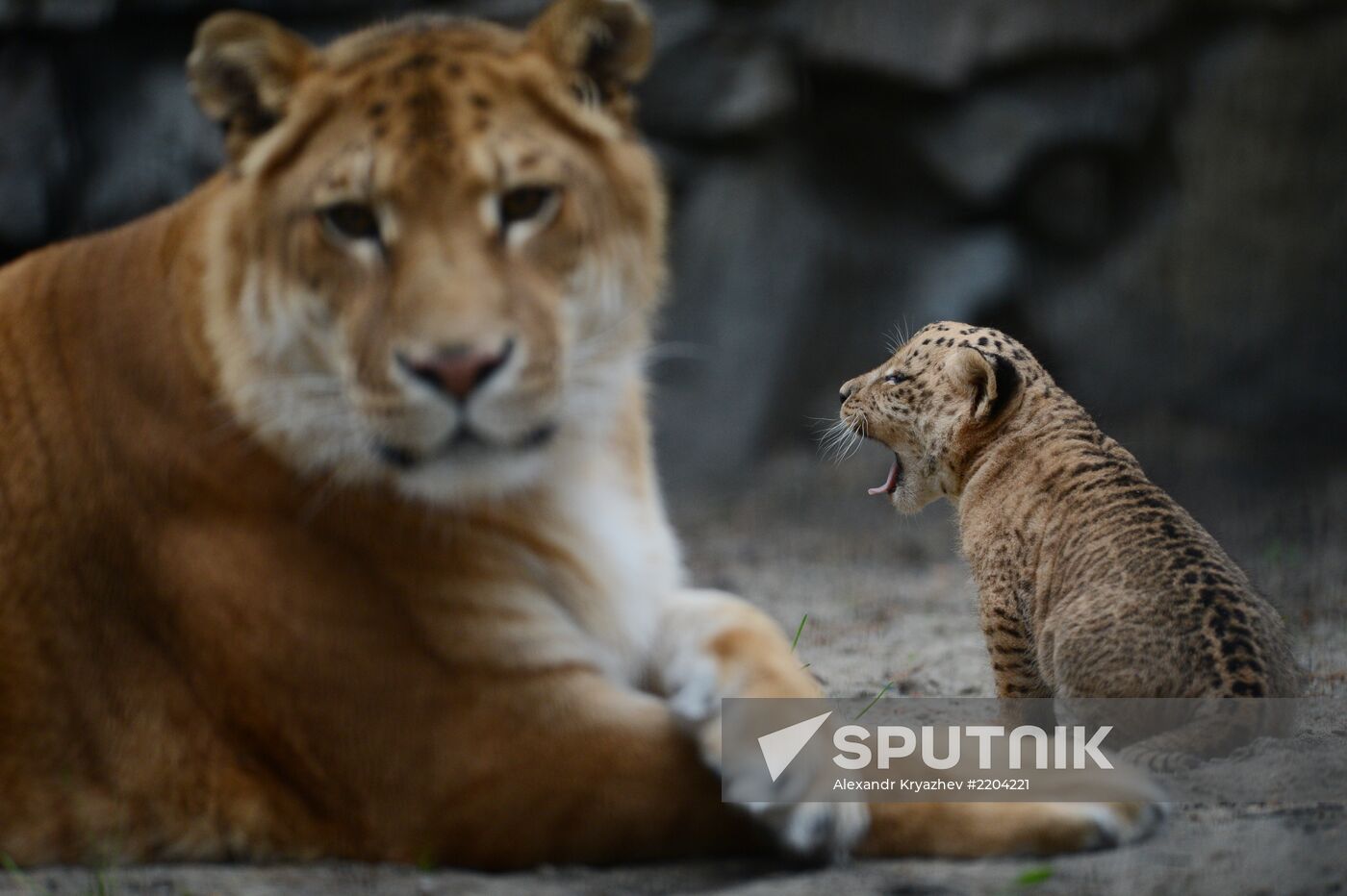 Ligress shows her cubs to visitors in Novosibirsk Zoo