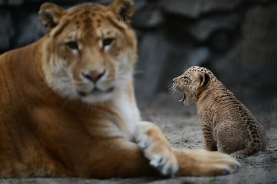 Ligress shows her cubs to visitors in Novosibirsk Zoo