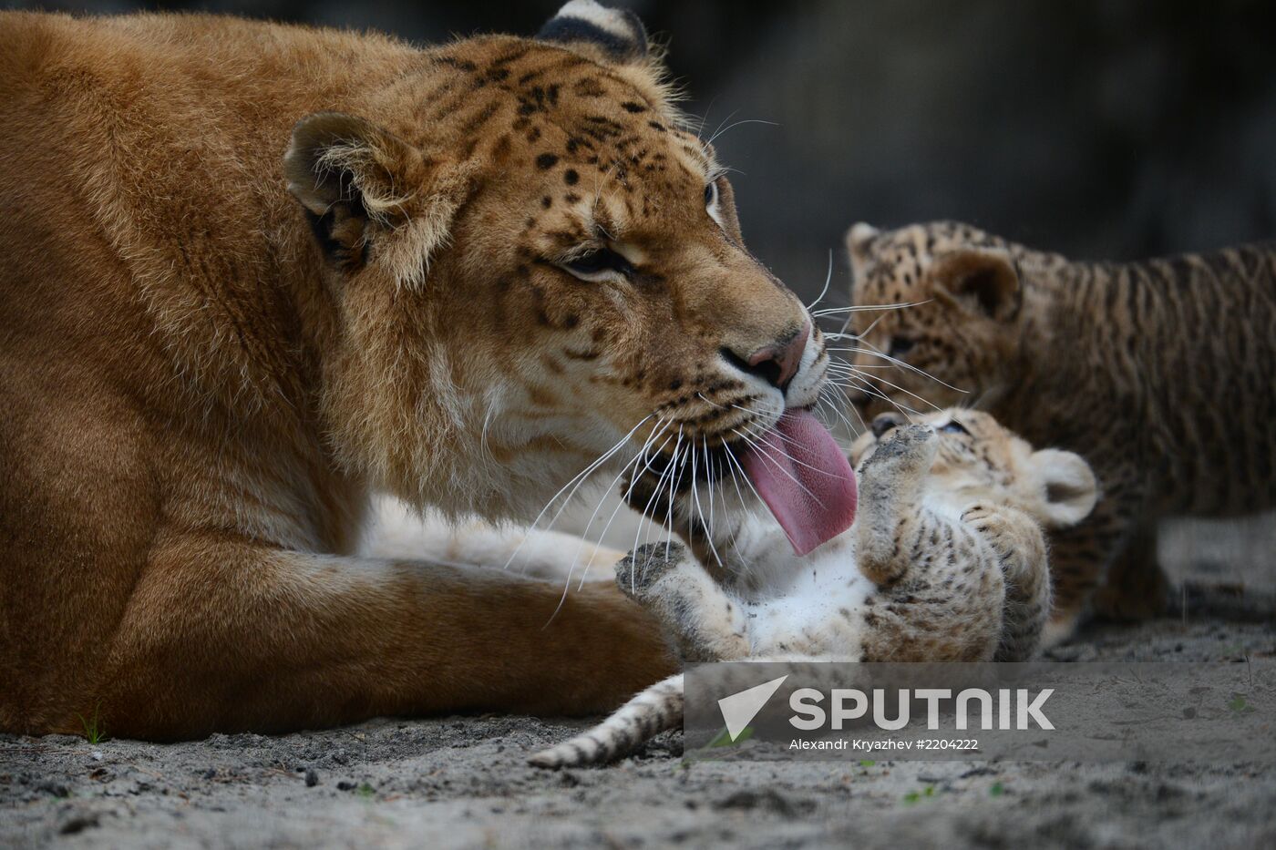 Ligress shows her cubs to visitors in Novosibirsk Zoo