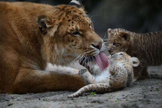 Ligress shows her cubs to visitors in Novosibirsk Zoo