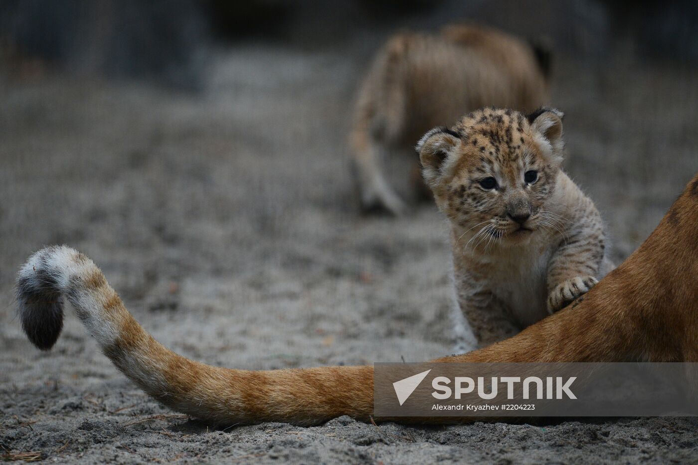 Ligress shows her cubs to visitors in Novosibirsk Zoo
