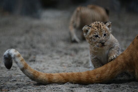 Ligress shows her cubs to visitors in Novosibirsk Zoo