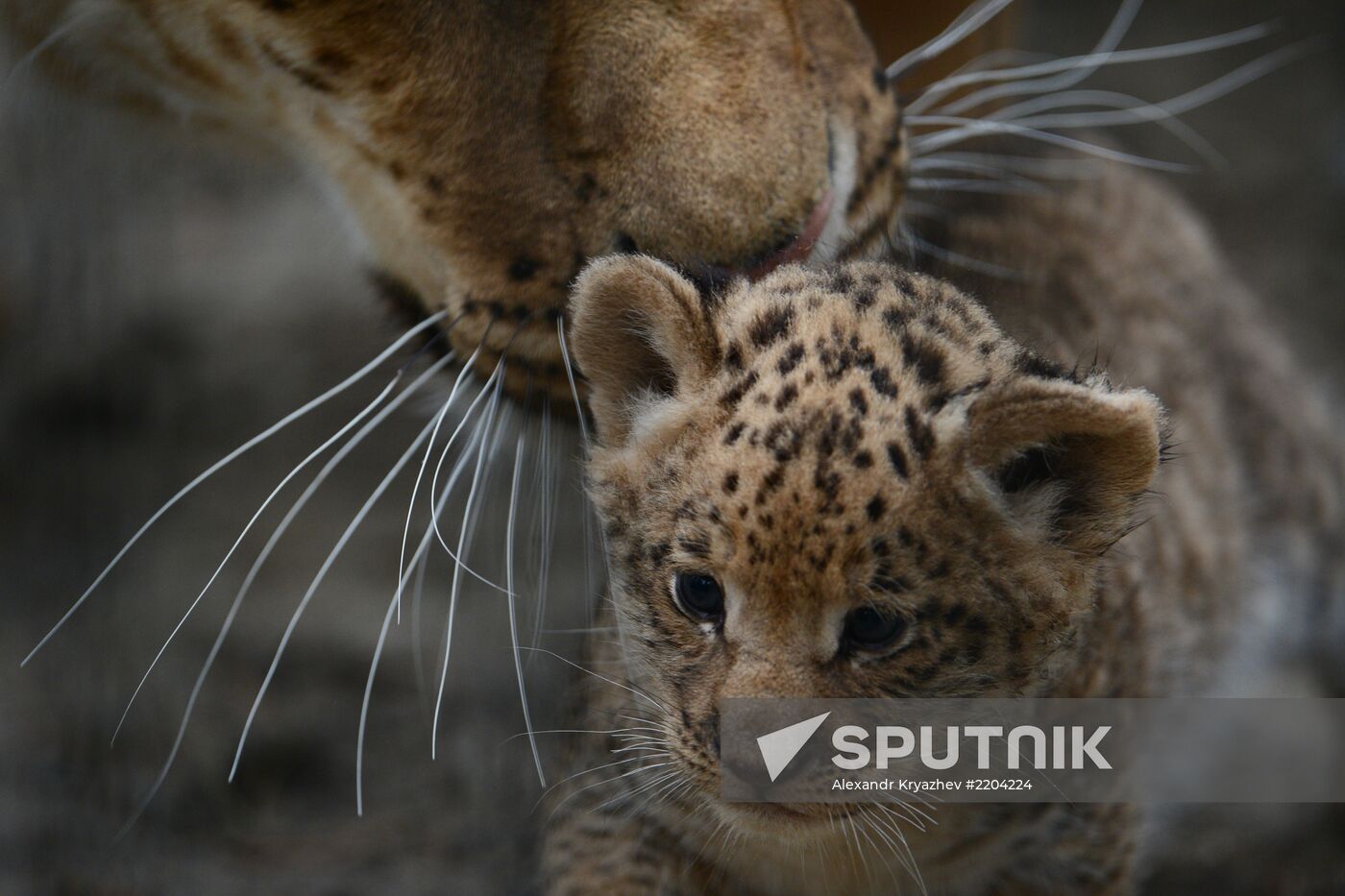 Ligress shows her cubs to visitors in Novosibirsk Zoo