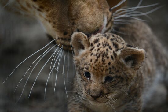 Ligress shows her cubs to visitors in Novosibirsk Zoo