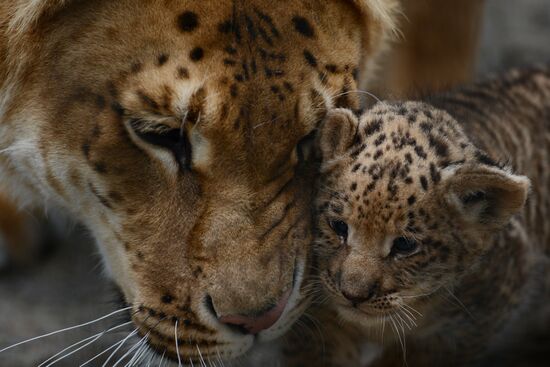 Ligress shows her cubs to visitors in Novosibirsk Zoo
