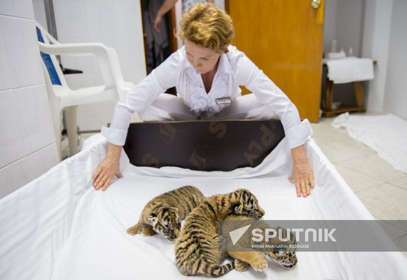 Dogs feed tiger cubs abandoned by mother