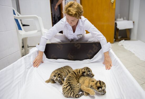 Dogs feed tiger cubs abandoned by mother