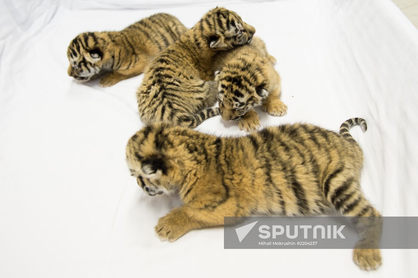 Dogs feed tiger cubs abandoned by mother