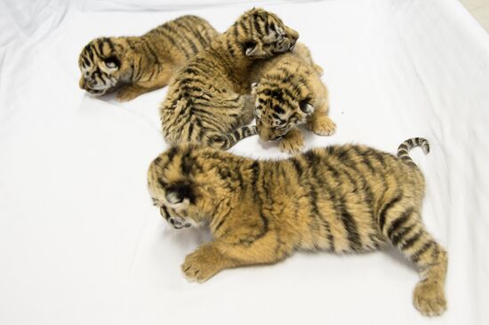 Dogs feed tiger cubs abandoned by mother