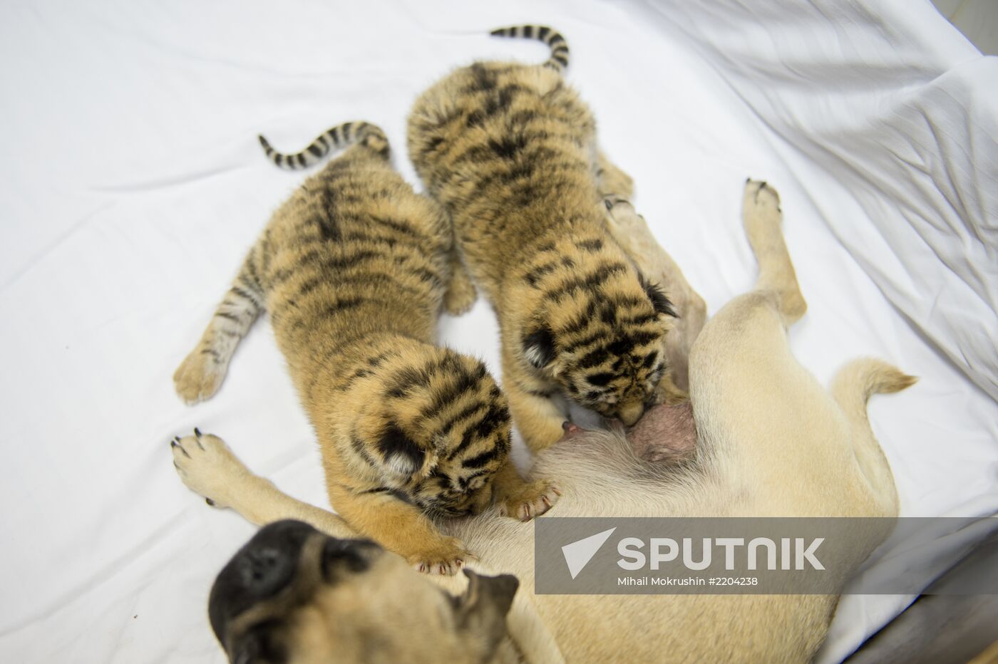 Dogs feed tiger cubs abandoned by mother