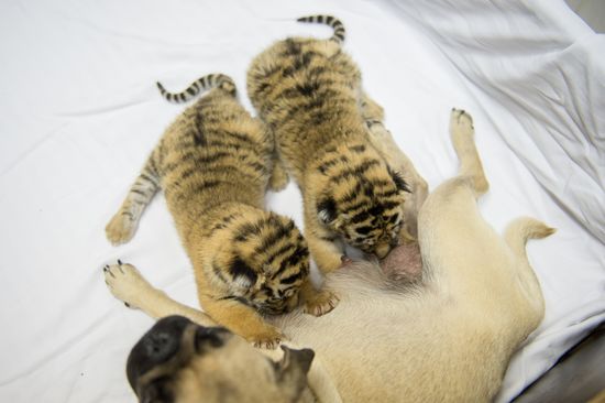 Dogs feed tiger cubs abandoned by mother