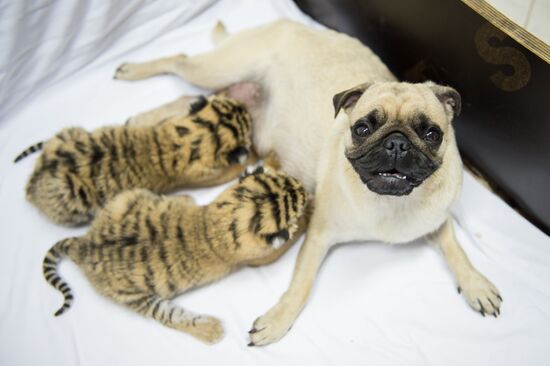Dogs feed tiger cubs abandoned by mother
