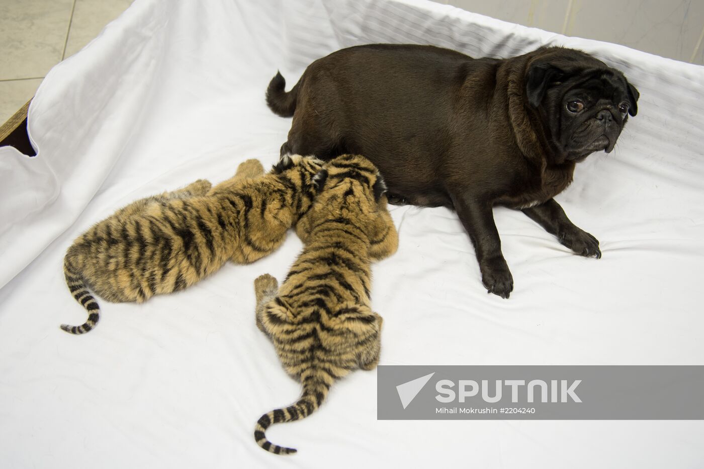 Dogs feed tiger cubs abandoned by mother