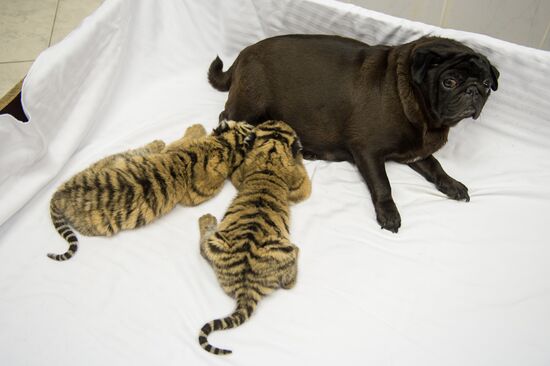 Dogs feed tiger cubs abandoned by mother