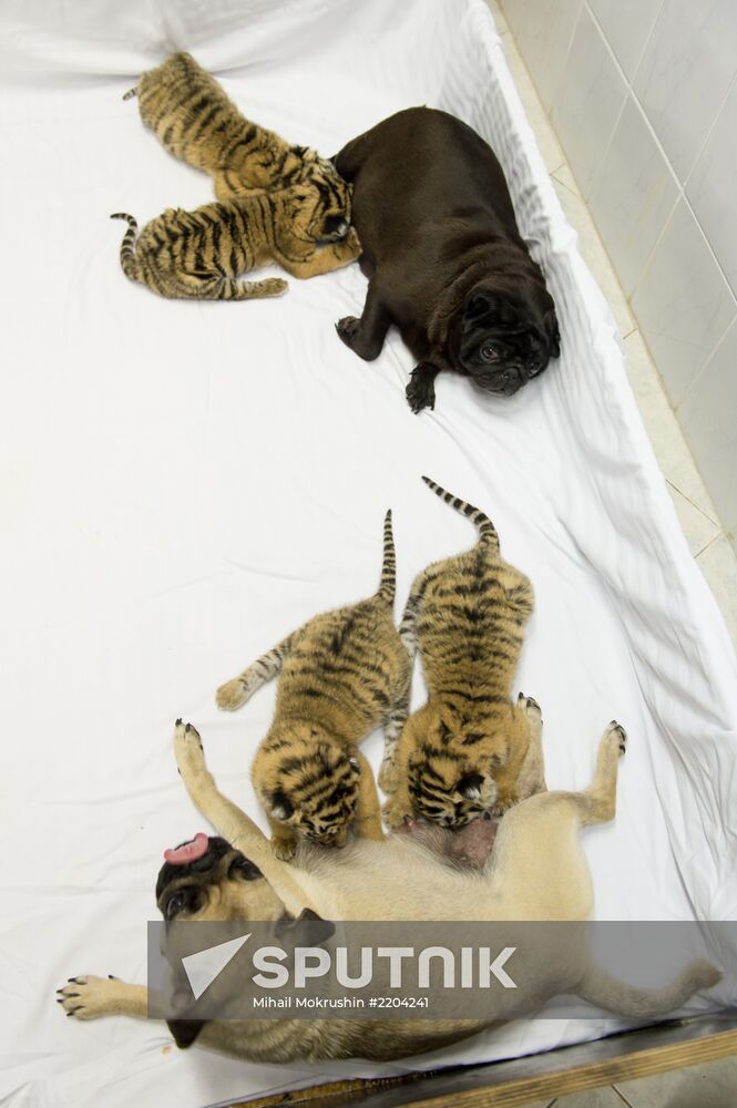 Dogs feed tiger cubs abandoned by mother