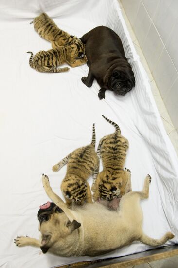 Dogs feed tiger cubs abandoned by mother