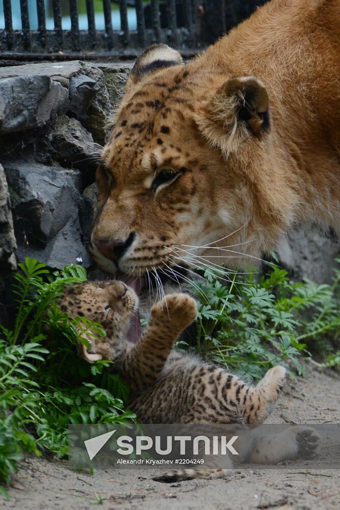Ligress shows her cubs to visitors in Novosibirsk Zoo